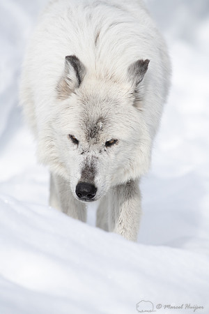 Wolf (Canis lupus) (captive animal) in winter, Montana, USA