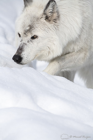 Wolf (Canis lupus) (captive animal) in winter, Montana, USA
