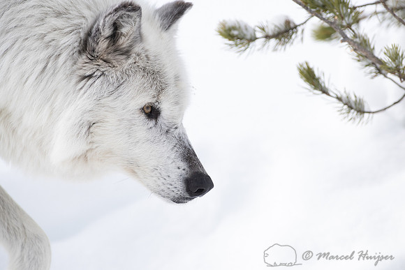 Wolf (Canis lupus) (captive animal) in winter, Montana, USA