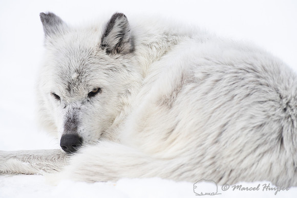 Wolf (Canis lupus) (captive animal) in winter, Montana, USA