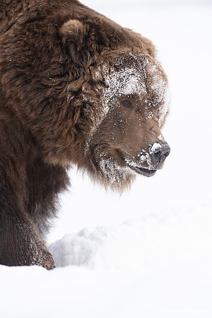 Grizzly bear (Ursus arctos) (captive animal) in winter, Montana,