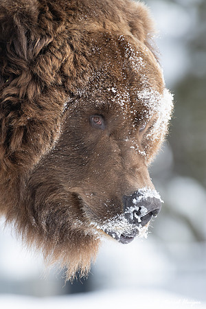 Grizzly bear (Ursus arctos) (captive animal) in winter, Montana,