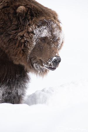Grizzly bear (Ursus arctos) (captive animal) in winter, Montana,