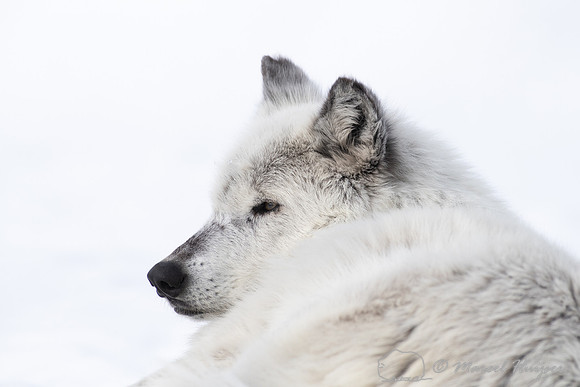 Wolf (Canis lupus) (captive animal) in winter, Montana, USA
