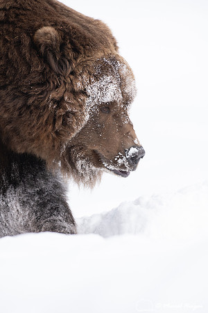 Grizzly bear (Ursus arctos) (captive animal) in winter, Montana,