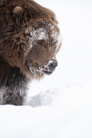 Grizzly bear (Ursus arctos) (captive animal) in winter, Montana,
