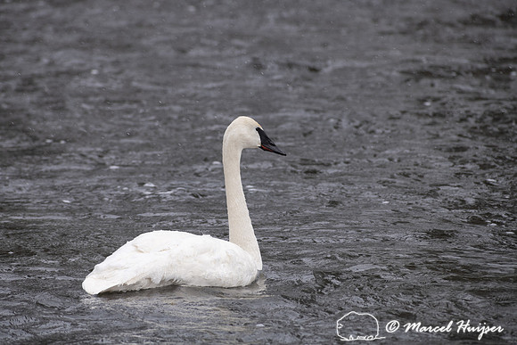 Trumpeter swan (Cygnus buccinator), Madison River, Yellowstone N