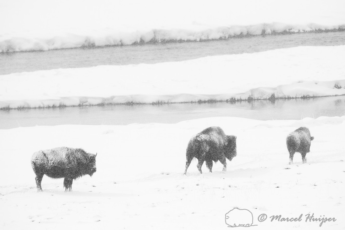 Bison (Bison bison) along Firehole River, Yellowstone National P