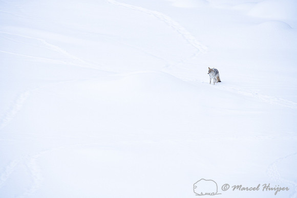 Coyote (Canis latrans), Yellowstone National Park, Wyoming, USA