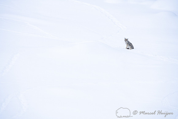 Coyote (Canis latrans), Yellowstone National Park, Wyoming, USA