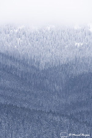 Forested slope in snow storm, Yellowstone National Park, Wyoming