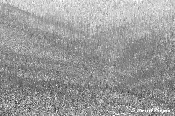 Forested slope in snow storm, Yellowstone National Park, Wyoming