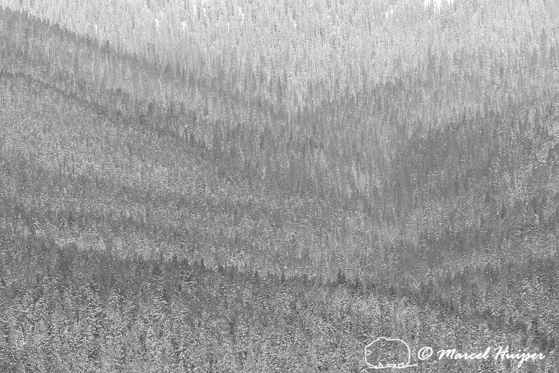 Forested slope in snow storm, Yellowstone National Park, Wyoming