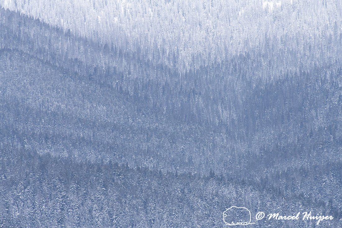 Forested slope in snow storm, Yellowstone National Park, Wyoming