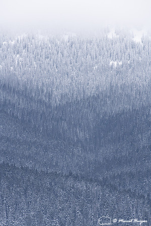 Forested slope in snow storm, Yellowstone National Park, Wyoming