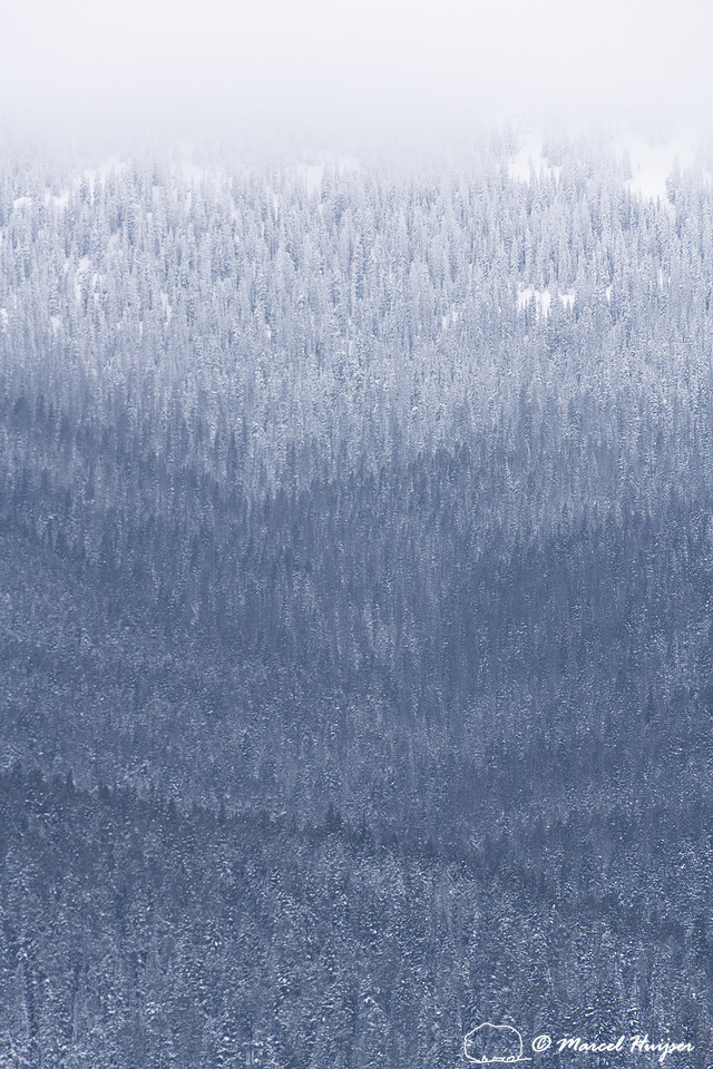 Forested slope in snow storm, Yellowstone National Park, Wyoming