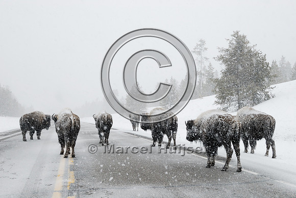 Bison (Bos bison) on road in snowstorm with traffic, MT