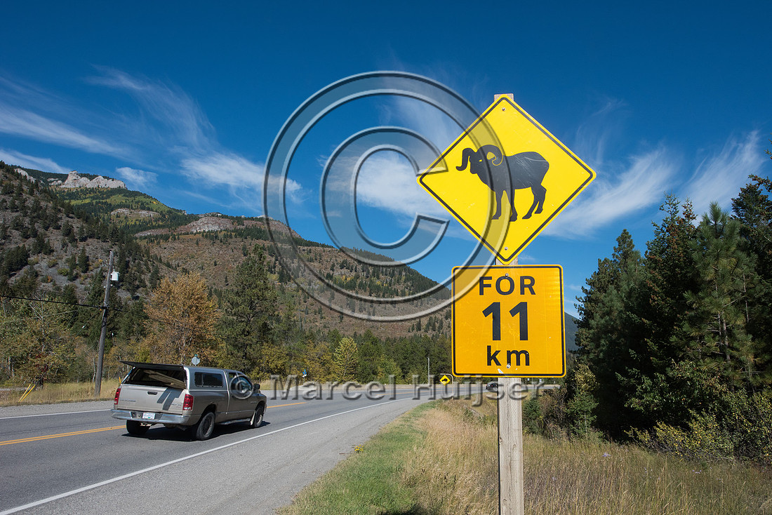 Warning sign for bighorn sheep (Ovis canadensis), near Elko, Bri