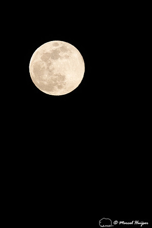 Full worm moon,  20 March 2019, Missoula, Montana, USA