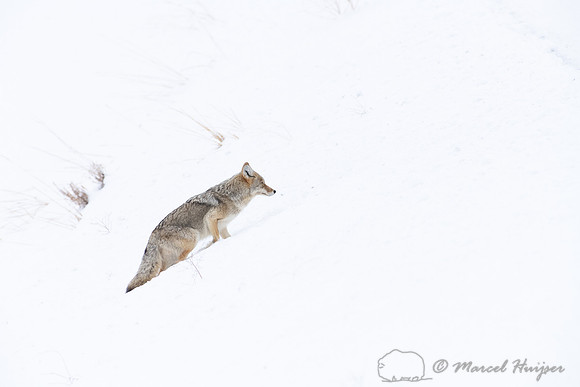 Coyote (Canis latrans), Yellowstone National Park, Wyoming, USA