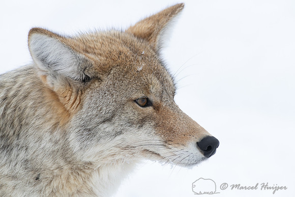Coyote (Canis latrans), Yellowstone National Park, Wyoming, USA