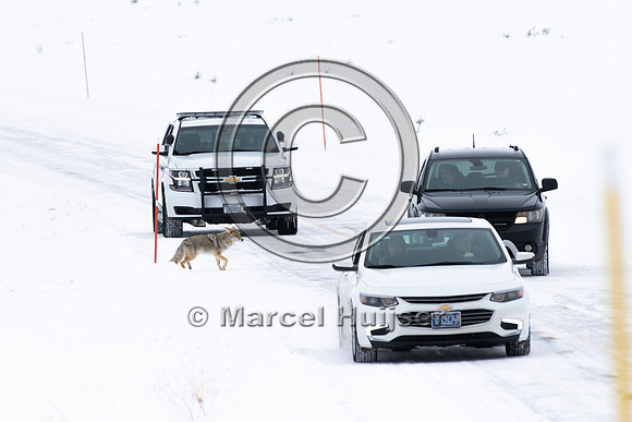 Coyote (Canis latrans) along road, Yellowstone National Park, Wy