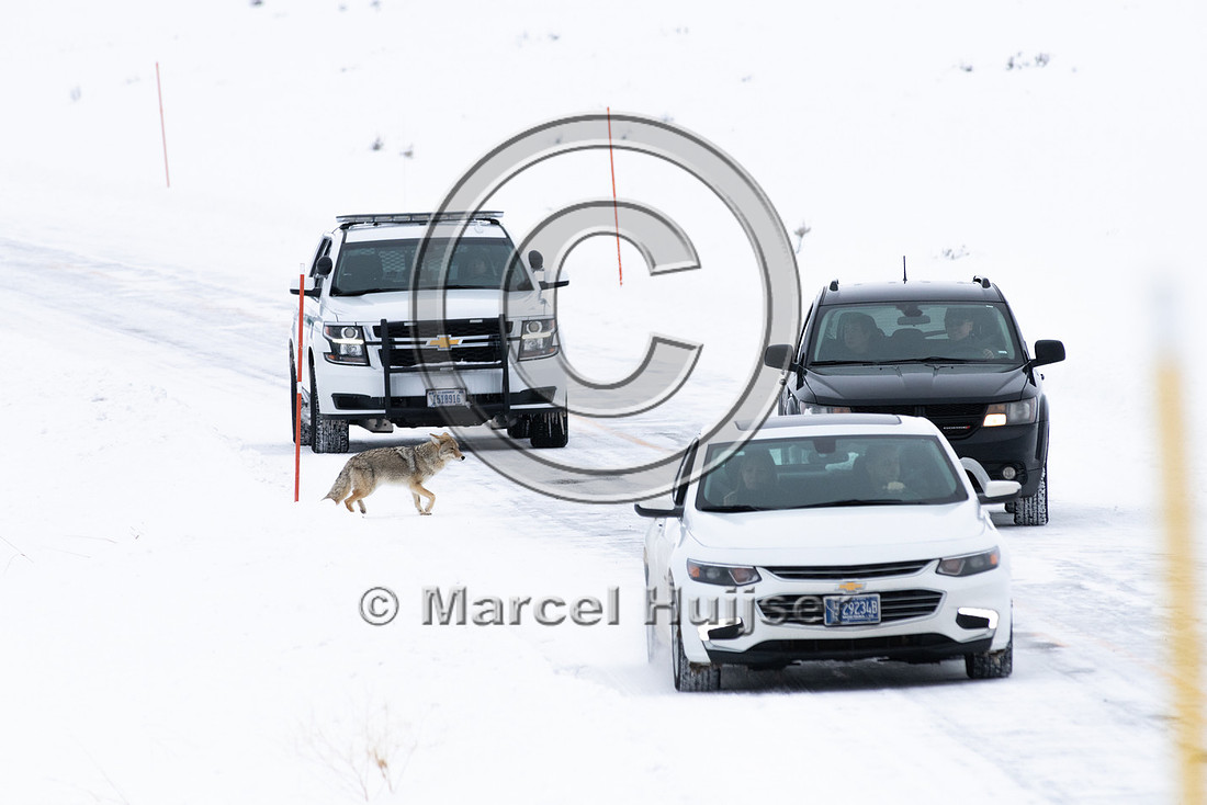 Coyote (Canis latrans) along road, Yellowstone National Park, Wy