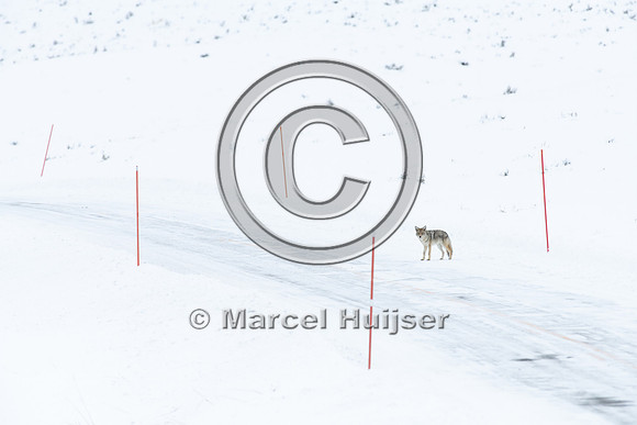 Coyote (Canis latrans) along road, Yellowstone National Park, Wy