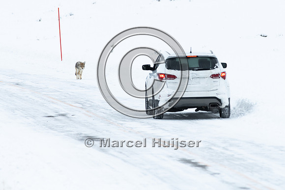 Coyote (Canis latrans) along road, Yellowstone National Park, Wy