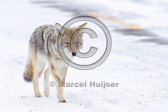 Coyote (Canis latrans) along road, Yellowstone National Park, Wy
