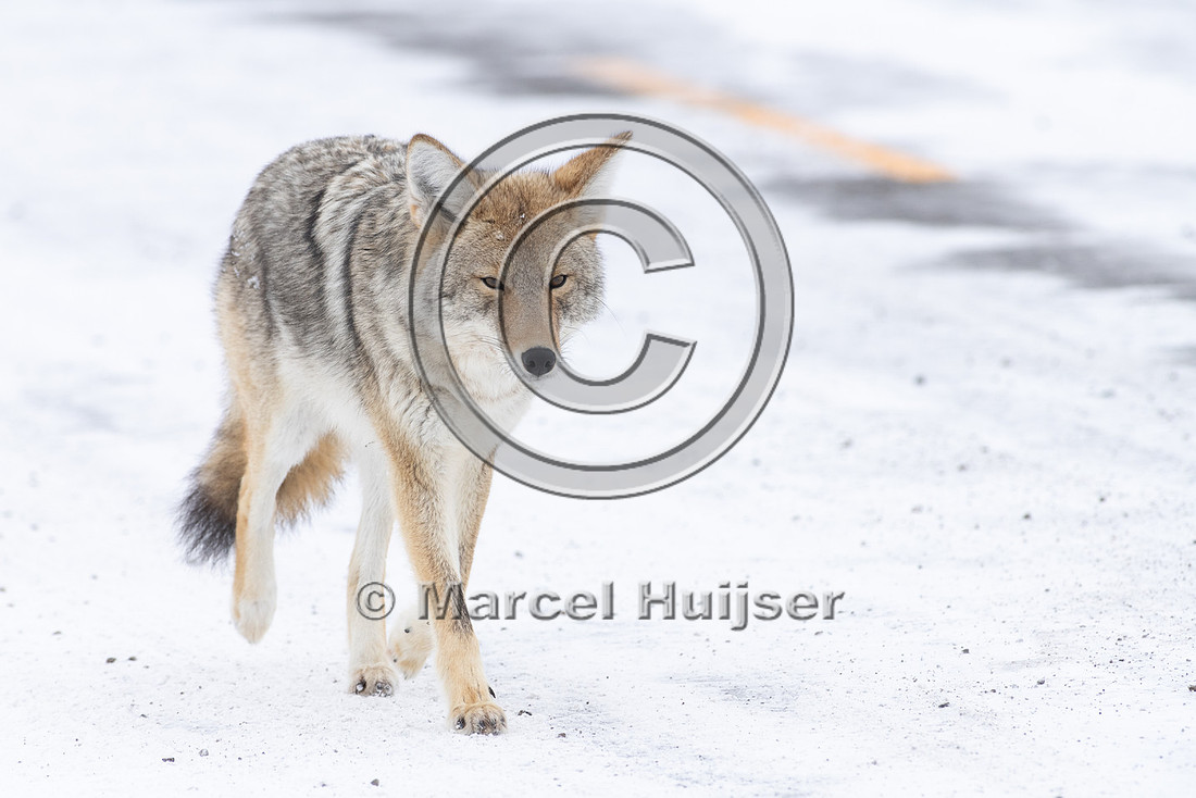 Coyote (Canis latrans) along road, Yellowstone National Park, Wy
