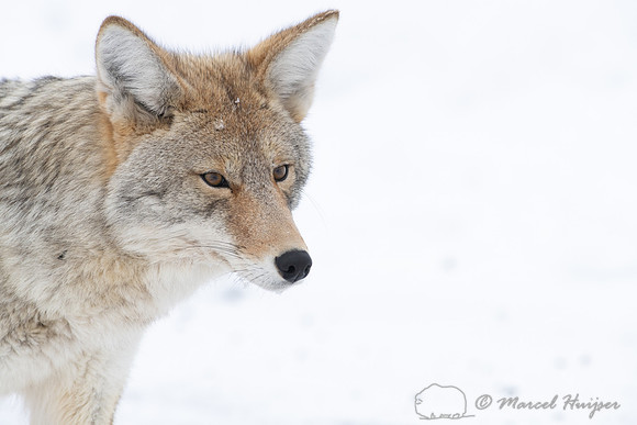 Coyote (Canis latrans), Yellowstone National Park, Wyoming, USA