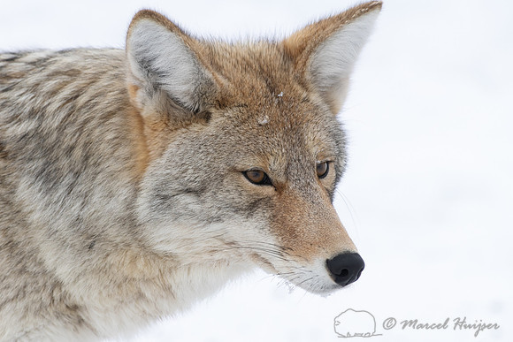 Coyote (Canis latrans), Yellowstone National Park, Wyoming, USA