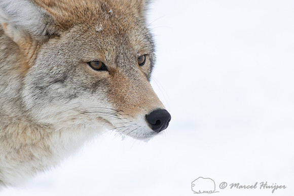 Coyote (Canis latrans), Yellowstone National Park, Wyoming, USA