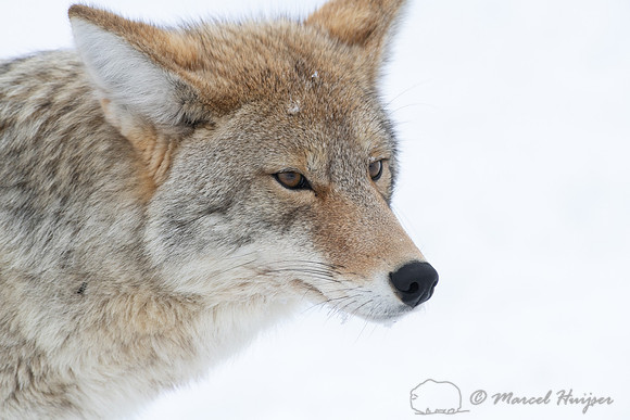 Coyote (Canis latrans), Yellowstone National Park, Wyoming, USA