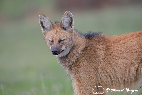 Maned wolf (Chrysocyon brachyurus), Parque Nacional da Serra da Canastra, Minas Gerais, Brazil