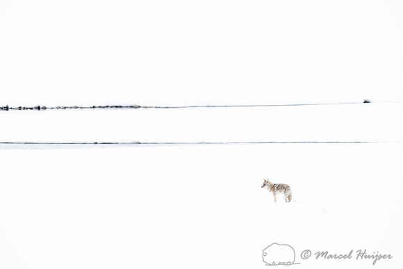 Coyote (Canis latrans) with elk leg, Yellowstone National Park,