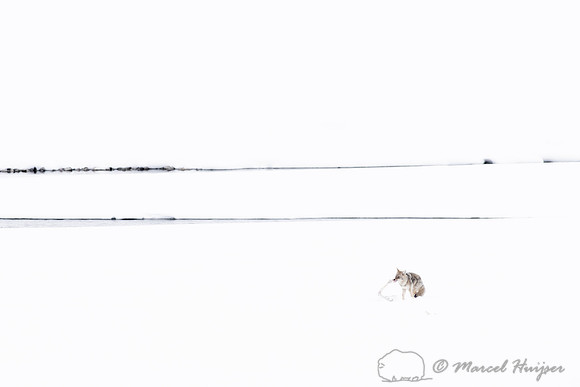Coyote (Canis latrans) with elk leg, Yellowstone National Park,