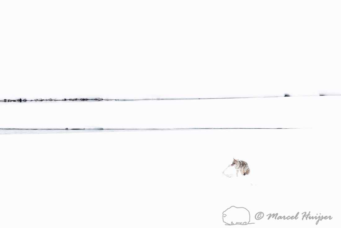Coyote (Canis latrans) with elk leg, Yellowstone National Park,