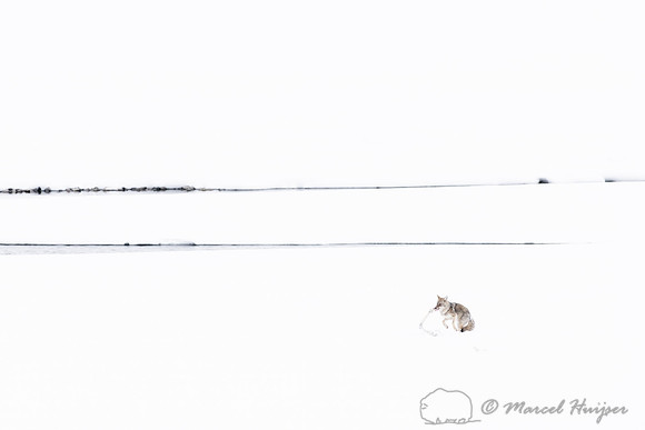 Coyote (Canis latrans) with elk leg, Yellowstone National Park,