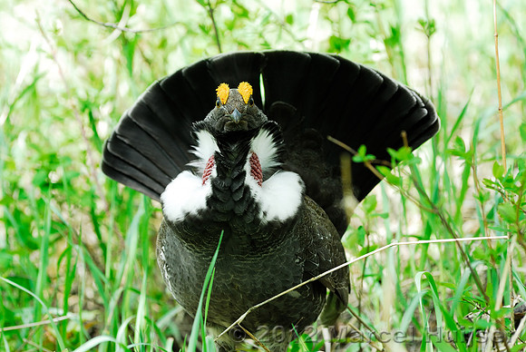 Blue grouse (Dendragapus obscurus) courting, Montana, USA
