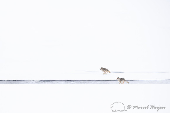 Pair of coyotes (Canis latrans) running along river to chase awa