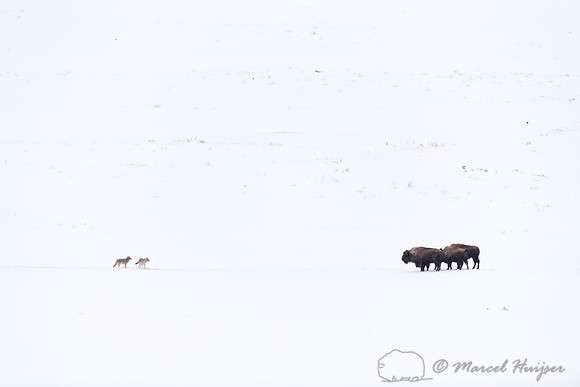 Coyotes (Canis latrans) and bison (Bison bison) meet along the f