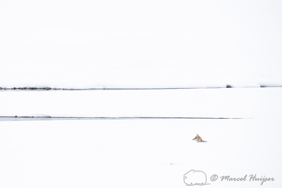 Coyote (Canis latrans), Yellowstone National Park, Wyoming, USA