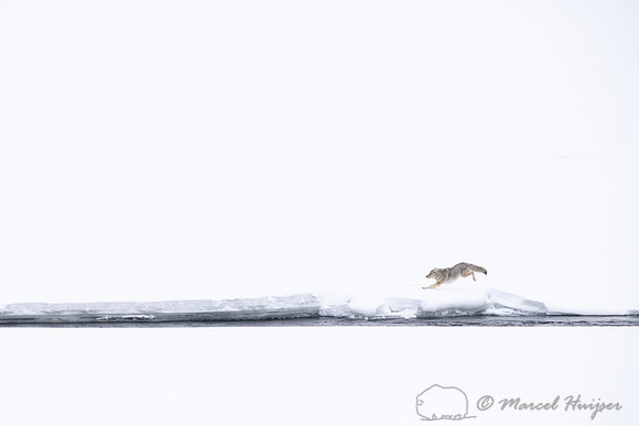Coyote (Canis latrans) running along river to chase away another
