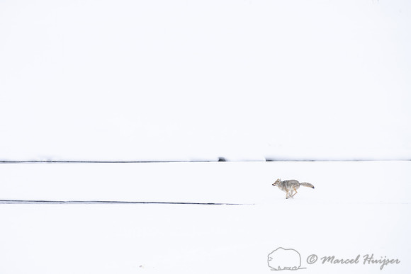 Coyote (Canis latrans) running along river to chase away another