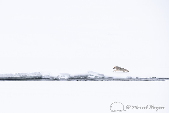 Coyote (Canis latrans) running along river to chase away another