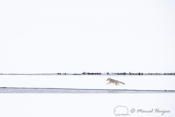Coyote (Canis latrans) running along river to chase away another