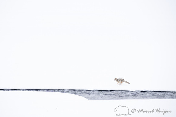 Coyote (Canis latrans) running along river to chase away another