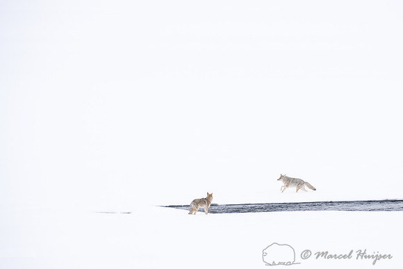 Coyote (Canis latrans) running along river to chase away another